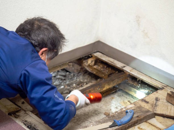 Trusted Westfield, WI Mold Removal Experts