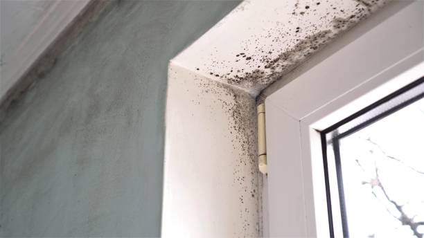 Best Black Mold Removal  in Westfield, WI