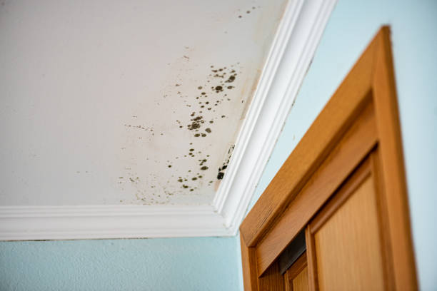 Best Black Mold Removal  in Westfield, WI