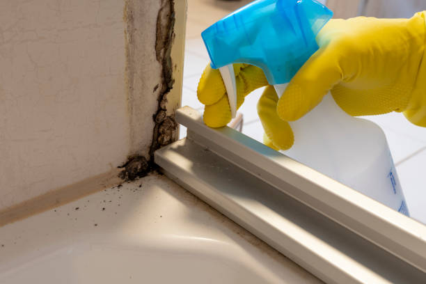 Certified Mold Removal in Westfield, WI