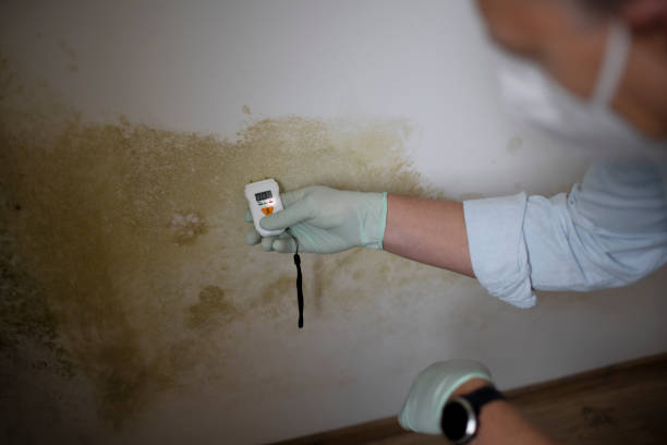 Office Mold Removal Services in Westfield, WI
