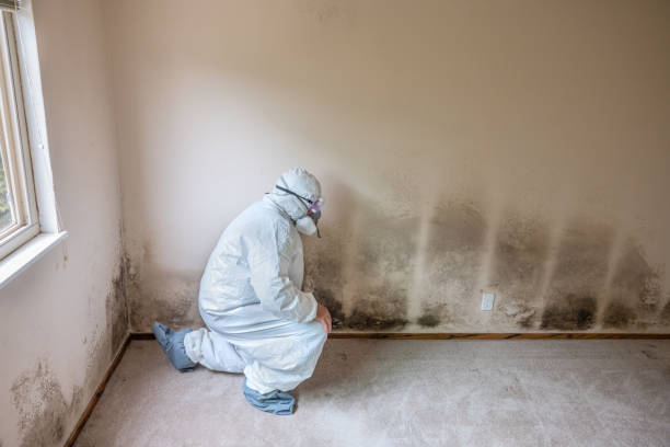 Best Commercial Mold Removal  in Westfield, WI
